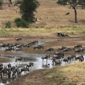 Explore 3-Days Tarangire & Ngorongoro Luxury Safari From & To Zanzibar for 3 days with African Polecat Safaris and discover unforgettable experiences - Photo 6