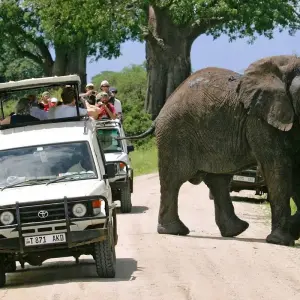 Explore 5-Days Private Mid-range safari Visiting All Tanzania Northern Circuit parks for 5 days with African Polecat Safaris and discover unforgettable experiences - Photo 2