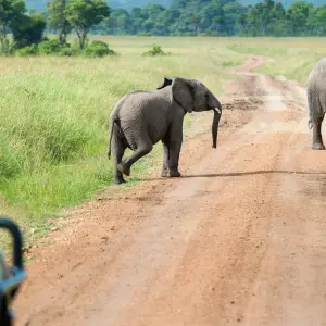 Explore 5- Days Private Mid-range safari to Africa leading National Parks for 5 days with African Polecat Safaris and discover unforgettable experiences - Photo 4