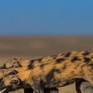 Explore 7-Days Camping safari to most visited National Parks in Africa for 7 days with African Polecat Safaris and discover unforgettable experiences - Photo 4