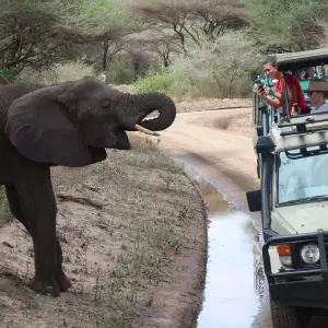 Explore 3-Days Tarangire & Ngorongoro Luxury Safari From & To Zanzibar for 3 days with African Polecat Safaris and discover unforgettable experiences - Photo 7