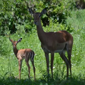 Explore 4-Days Camping Safari Visiting Serengeti and Ngorongoro & Kilimanjaro Day Hiking for 4 days with African Polecat Safaris and discover unforgettable experiences - Photo 4