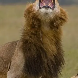 Explore 7-Days Camping safari to most visited National Parks in Africa for 7 days with African Polecat Safaris and discover unforgettable experiences - Photo 5