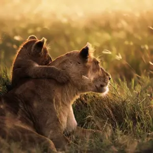 Explore 3-Days Tarangire & Ngorongoro Luxury Safari From & To Zanzibar for 3 days with African Polecat Safaris and discover unforgettable experiences - Photo 8