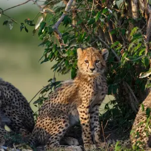 Explore 5- Days Private Mid-range safari to Africa leading National Parks for 5 days with African Polecat Safaris and discover unforgettable experiences - Photo 6