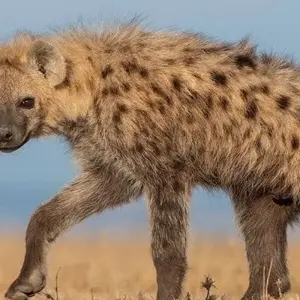 Explore 7-Days Camping safari to most visited National Parks in Africa for 7 days with African Polecat Safaris and discover unforgettable experiences - Photo 6