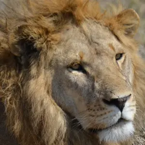 Explore 4-Days Camping Safari Visiting Serengeti and Ngorongoro & Kilimanjaro Day Hiking for 4 days with African Polecat Safaris and discover unforgettable experiences - Photo 5