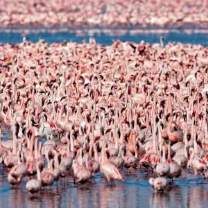 Explore 5- Days Private Mid-range safari to Africa leading National Parks for 5 days with African Polecat Safaris and discover unforgettable experiences - Photo 7