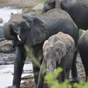 Explore 4-Days Camping Safari Visiting Serengeti and Ngorongoro & Kilimanjaro Day Hiking for 4 days with African Polecat Safaris and discover unforgettable experiences - Photo 6