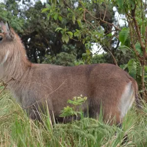 Explore 4-Days Camping Safari Visiting Serengeti and Ngorongoro & Kilimanjaro Day Hiking for 4 days with African Polecat Safaris and discover unforgettable experiences - Photo 7