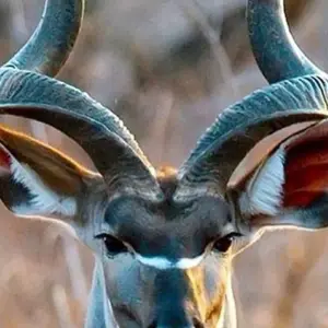 Explore 7-Days Camping safari to most visited National Parks in Africa for 7 days with African Polecat Safaris and discover unforgettable experiences - Photo 9