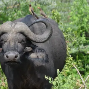 Explore 4-Days Camping Safari Visiting Serengeti and Ngorongoro & Kilimanjaro Day Hiking for 4 days with African Polecat Safaris and discover unforgettable experiences - Photo 8