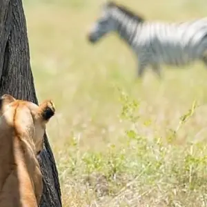 Explore 4-Days Camping Safari Visiting Serengeti and Ngorongoro & Kilimanjaro Day Hiking for 4 days with African Polecat Safaris and discover unforgettable experiences - Photo 9