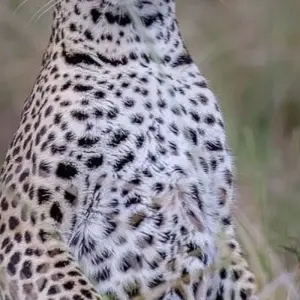 Explore 4-Days Camping Safari Visiting Serengeti and Ngorongoro & Kilimanjaro Day Hiking for 4 days with African Polecat Safaris and discover unforgettable experiences - Photo 10