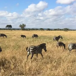 Explore 4-Days Camping Safari Visiting Serengeti and Ngorongoro & Kilimanjaro Day Hiking for 4 days with African Polecat Safaris and discover unforgettable experiences - Photo 11