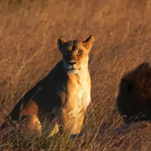 Explore 10 days The Best of Kenya Tanzania Combine Tour for 10 days with Afrishare Trekking And Safaris and discover unforgettable experiences - Photo 2