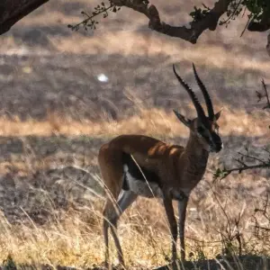 Explore 10 days The Best of Kenya Tanzania Combine Tour for 10 days with Afrishare Trekking And Safaris and discover unforgettable experiences - Photo 3