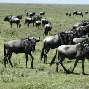 Explore 7 Day Kenya and Tanzania combine safari for 7 days with Afrishare Trekking And Safaris and discover unforgettable experiences - Photo 5