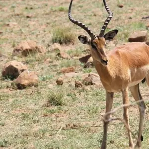 Explore 10 days The Best of Kenya Tanzania Combine Tour for 10 days with Afrishare Trekking And Safaris and discover unforgettable experiences - Photo 4
