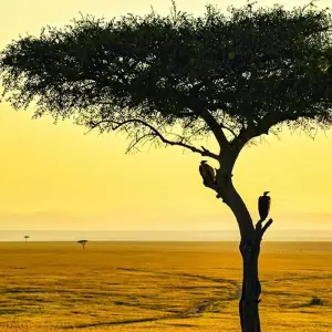 Explore 5-Day Kenya-Tanzania Combined Safari for 5 days with Afrishare Trekking And Safaris and discover unforgettable experiences - Photo 4