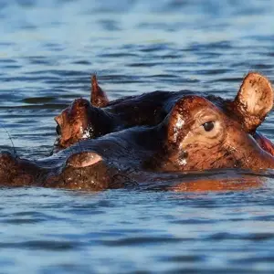 Explore 5-Day Kenya-Tanzania Combined Safari for 5 days with Afrishare Trekking And Safaris and discover unforgettable experiences - Photo 5