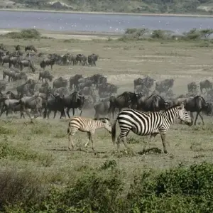Explore 7 Day Kenya and Tanzania combine safari for 7 days with Afrishare Trekking And Safaris and discover unforgettable experiences - Photo 7