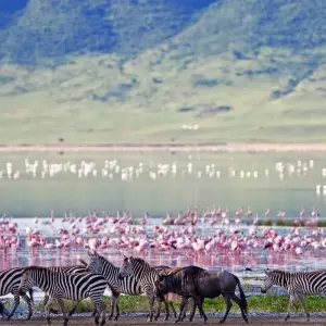 Explore 5-Day Kenya-Tanzania Combined Safari for 5 days with Afrishare Trekking And Safaris and discover unforgettable experiences - Photo 6