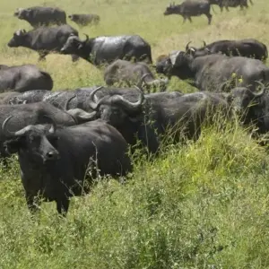 Explore 10 days The Best of Kenya Tanzania Combine Tour for 10 days with Afrishare Trekking And Safaris and discover unforgettable experiences - Photo 7