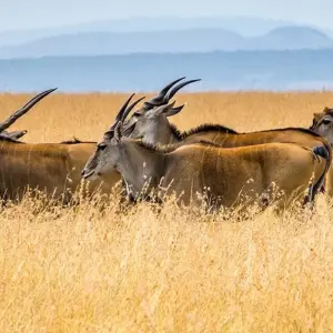 Explore 5-Day Kenya-Tanzania Combined Safari for 5 days with Afrishare Trekking And Safaris and discover unforgettable experiences - Photo 7