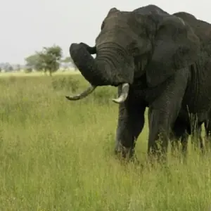 Explore 10 days The Best of Kenya Tanzania Combine Tour for 10 days with Afrishare Trekking And Safaris and discover unforgettable experiences - Photo 8
