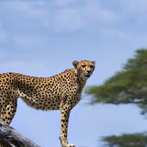 Explore 5-Day Kenya-Tanzania Combined Safari for 5 days with Afrishare Trekking And Safaris and discover unforgettable experiences - Photo 8