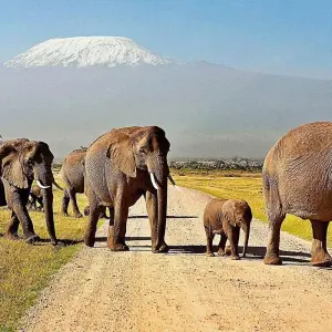 Explore 10 days The Best of Kenya Tanzania Combine Tour for 10 days with Afrishare Trekking And Safaris and discover unforgettable experiences - Photo 9