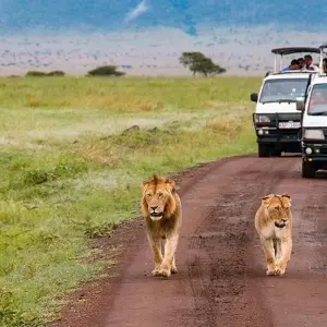 Explore 5-Day Kenya-Tanzania Combined Safari for 5 days with Afrishare Trekking And Safaris and discover unforgettable experiences - Photo 9