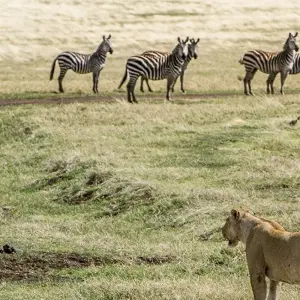 Explore 5-Day Kenya-Tanzania Combined Safari for 5 days with Afrishare Trekking And Safaris and discover unforgettable experiences - Photo 10