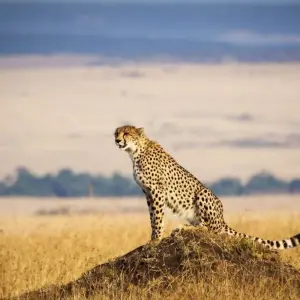 Explore 10 days The Best of Kenya Tanzania Combine Tour for 10 days with Afrishare Trekking And Safaris and discover unforgettable experiences - Photo 10