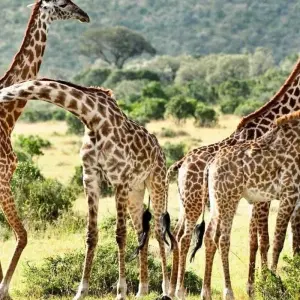 Explore 10 days The Best of Kenya Tanzania Combine Tour for 10 days with Afrishare Trekking And Safaris and discover unforgettable experiences - Photo 11