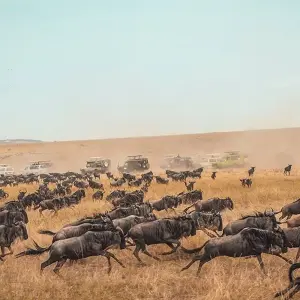 Explore 5-Day Kenya-Tanzania Combined Safari for 5 days with Afrishare Trekking And Safaris and discover unforgettable experiences - Photo 11