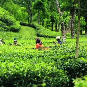 Explore 5 Days Private Tailor-Made Bangladesh Tour, Daily Start for 5 days with Agate Travel and discover unforgettable experiences - Photo 6