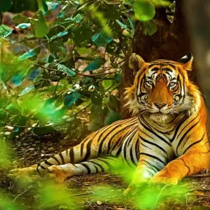 Explore 12 Days Private Customized Bangladesh Glories Tour, Daily Start for 12 days with Agate Travel and discover unforgettable experiences - Photo 6