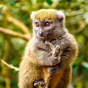 Explore Tailor-made Madagascar Great Ring Discovery, Private Jeep for 18 days with Agate Travel and discover unforgettable experiences - Photo 3