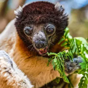 Explore Customized In-depth Madagascar Wildlife Adventure, No Group for 22 days with Agate Travel and discover unforgettable experiences - Photo 3