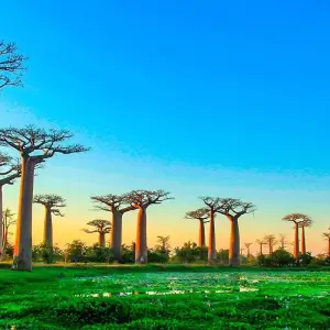 Explore Tailor-made Madagascar Great Ring Discovery, Private Jeep for 18 days with Agate Travel and discover unforgettable experiences - Photo 5