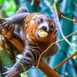 Explore Tailor-made Madagascar Family Tour for Baobabs & Lemurs, Daily Start for 15 days with Agate Travel and discover unforgettable experiences - Photo 5
