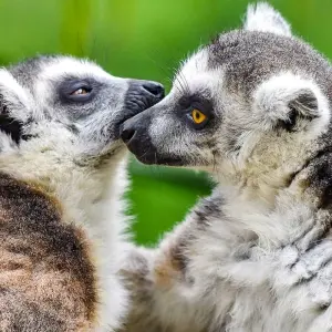Explore Tailor-made Madagascar Family Tour for Baobabs & Lemurs, Daily Start for 15 days with Agate Travel and discover unforgettable experiences - Photo 7