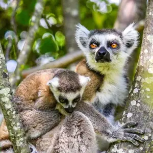 Explore Tailor-made Madagascar Family Tour for Baobabs & Lemurs, Daily Start for 15 days with Agate Travel and discover unforgettable experiences - Photo 9