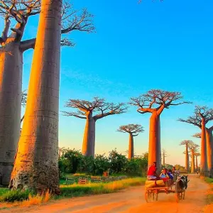 Explore Customized In-depth Madagascar Wildlife Adventure, No Group for 22 days with Agate Travel and discover unforgettable experiences - Photo 11