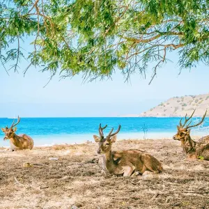 Explore Personalized Indonesia Family Holiday, Daily Start & Private Car for 14 days with Agate Travel and discover unforgettable experiences - Photo 6