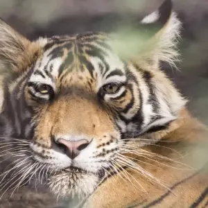Explore Delhi to Ranthambore Tiger Reserve Safari Extension: A 3-Day Wildlife Adventure for 3 days with Agora Voyages OPC Pvt Ltd and discover unforgettable experiences - Photo 3