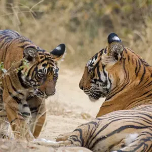 Explore Delhi to Ranthambore Tiger Reserve Safari Extension: A 3-Day Wildlife Adventure for 3 days with Agora Voyages OPC Pvt Ltd and discover unforgettable experiences - Photo 5