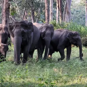 Explore Karnataka Heritage and Wildlife Experience for 4 days with Agora Voyages OPC Pvt Ltd and discover unforgettable experiences - Photo 3
